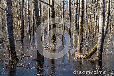 Lakes are freed from ice and flooded areas in early spring in the parks of St. Petersburg Stock Photo