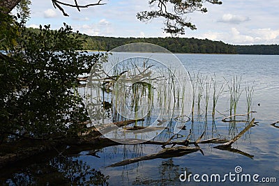 Lakeshore with trees and cane reed Stock Photo