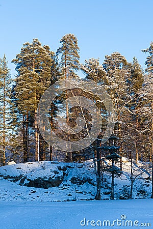 Lakeside forest half in sunlight Stock Photo