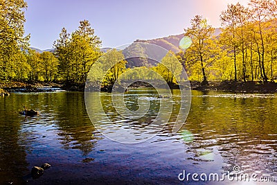 Lakeside Forest Stock Photo