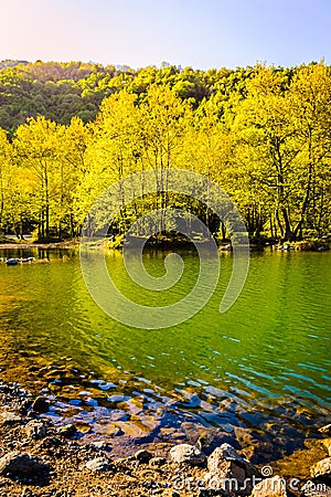 Lakeside Forest Stock Photo