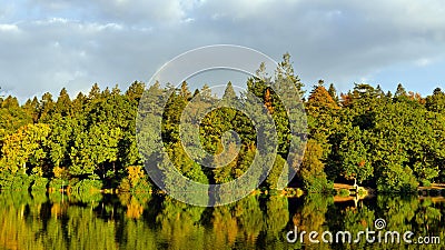 Lakeside Forest Stock Photo