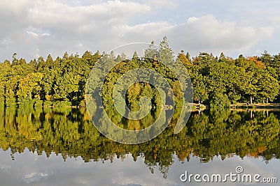 Lakeside Forest Stock Photo