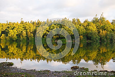 Lakeside Forest Stock Photo