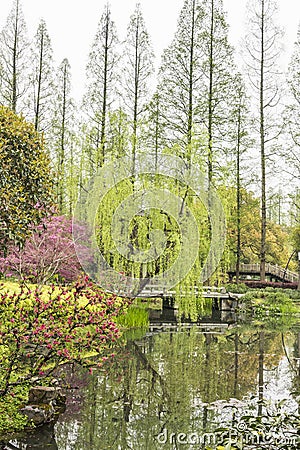 The lakeside green trees and peach blossom Stock Photo