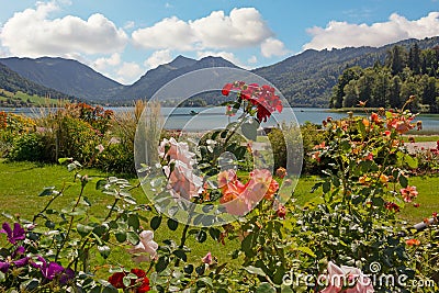 Lakeside promenade schliersee with beautiful blooming rose flowe Stock Photo