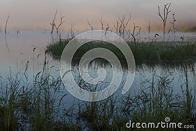 Lakeside Reeds and Drowned Trees Stock Photo