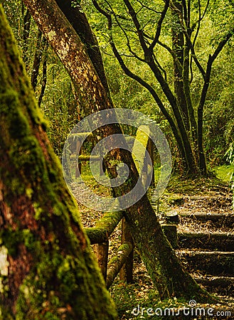 Lakeside Walking Trail in Japanese Mountain Stock Photo