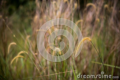 Lalang Grasses with bokeh background Stock Photo