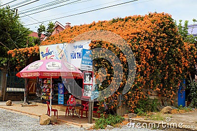 Exterior house with orange trumpet creeper cover from roof, flora wall Editorial Stock Photo