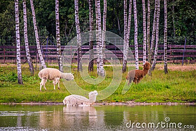 Lama animals near water walking Stock Photo