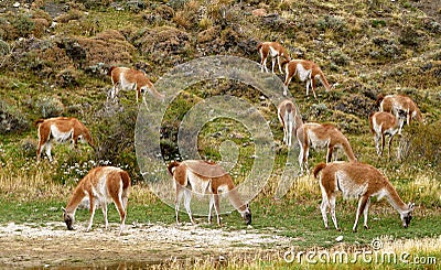 Lama animals in Patagonia, Argentina. Stock Photo