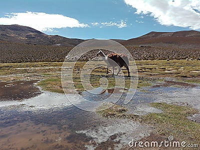 Lama Bolivia sun natue southAmerica Stock Photo