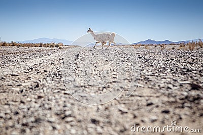 Lama crossing an unpaved road, Argentina Stock Photo