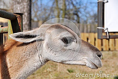 Lama Stock Photo