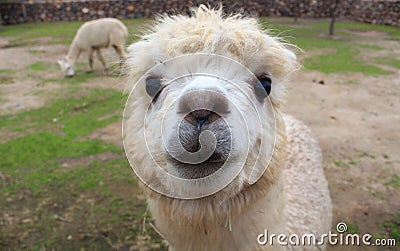 Funny lama in Chile Stock Photo