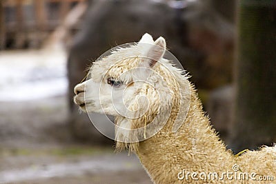 Lama face closeup. Lama glama. Lama glama in the farm in Peru. Stock Photo