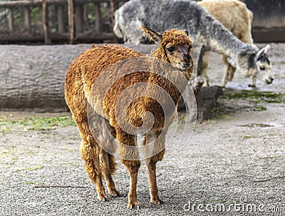 Lama face closeup. Lama glama. Lama glama in the farm in Peru. Stock Photo