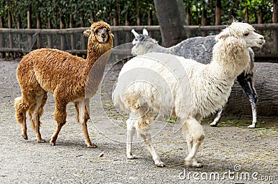 Lama face closeup. Lama glama. Lama glama in the farm in Peru. Stock Photo