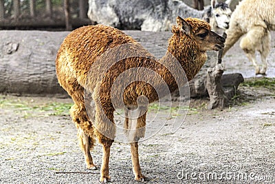 Lama face closeup. Lama glama. Lama glama in the farm in Peru. Stock Photo