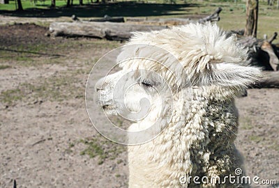 Lama face side view portrait Stock Photo