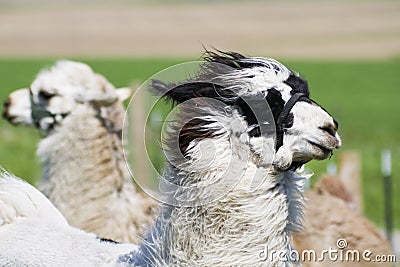 Lama farm Stock Photo