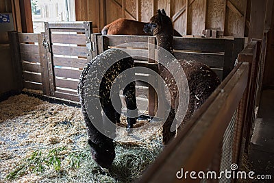 Lama farm Stock Photo