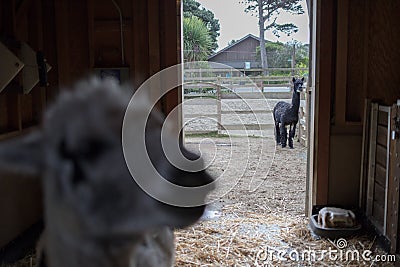 Lama farm Stock Photo