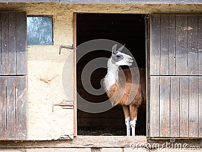 Lama at farm Stock Photo