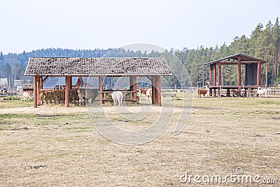 Lama farm. Gray-haired, big ears. Travel photo 2019 Stock Photo