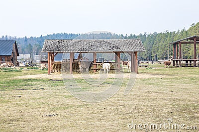 Lama farm. Gray-haired, big ears. Travel photo 2019 Stock Photo