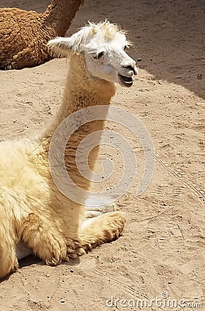Lama in a farm in Peru. Stock Photo