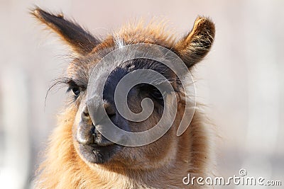 Lama glama looking at the camera Stock Photo