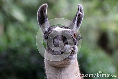 Lama Stock Photo