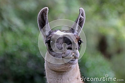 Lama Stock Photo