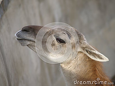 Lama Guanaco Stock Photo