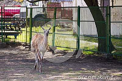 Lama guanaco Lama guanicoe Stock Photo