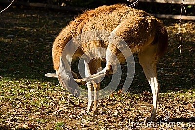 Lama guanaco Stock Photo