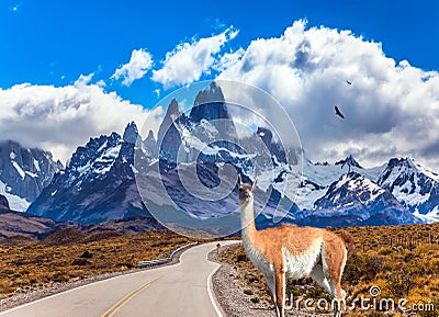 Lama guanaco in Patagonian pampas Stock Photo