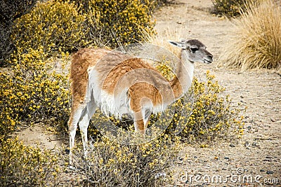 Lama guanaco Stock Photo