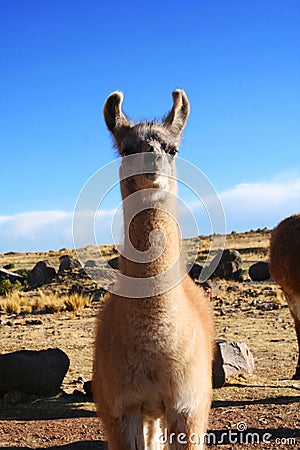 Lama llama in Puno, Peru Stock Photo