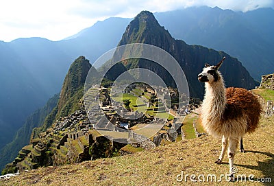 Lama And Machu Picchu Stock Photo