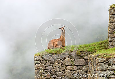 Lama in Machu Picchu , Peru. Stock Photo