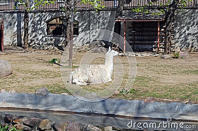 Lama in Moscow Zoo. Russia Stock Photo