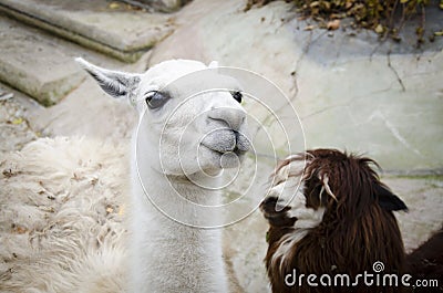 Lama in Moscow Zoo Stock Photo