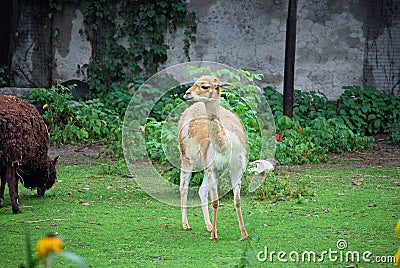 Lama in the open-air cage of Moscow Zoo. Russia. Stock Photo