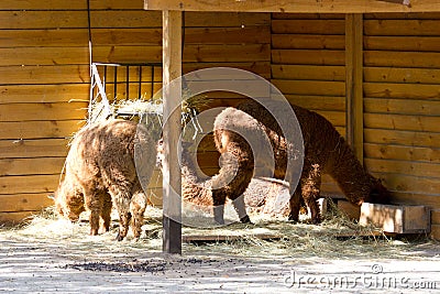 Lama in the open aviary Stock Photo