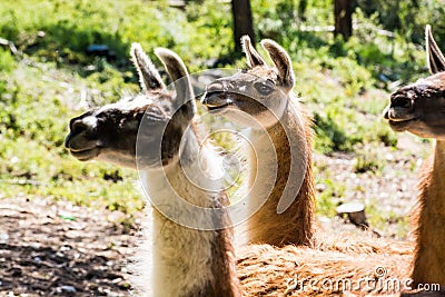 Lamas in French forest near to Mont Ventoux Stock Photo