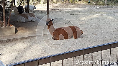 Lamas Stock Photo