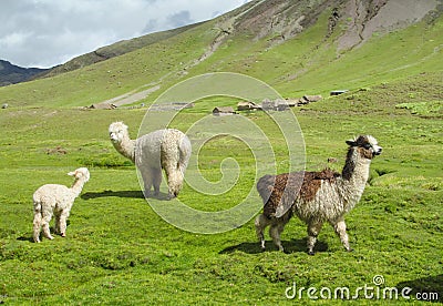 Lamas herd on green grass Stock Photo